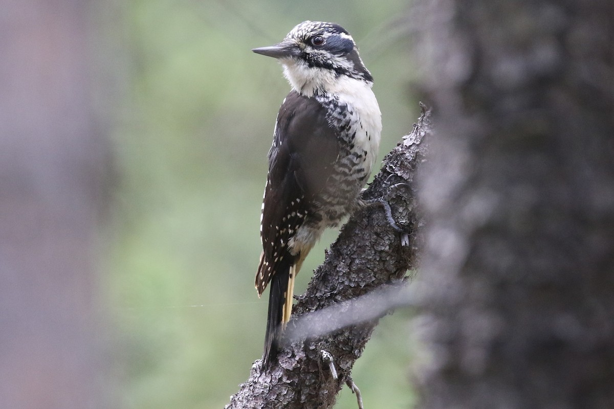 American Three-toed Woodpecker - ML345800271