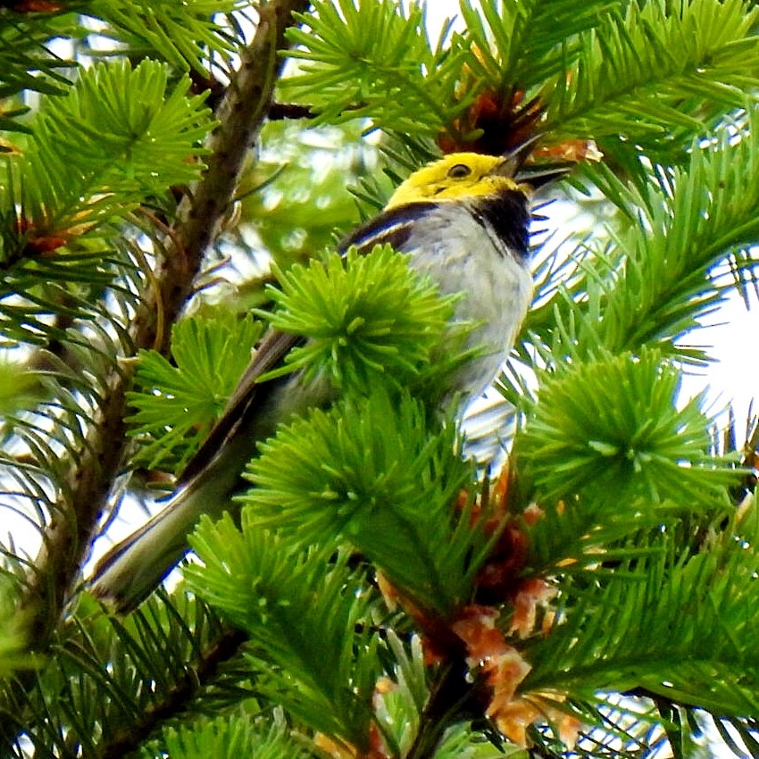 Hermit Warbler - ML345800621