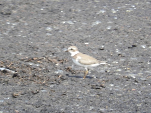 Semipalmated Plover - ML34580091