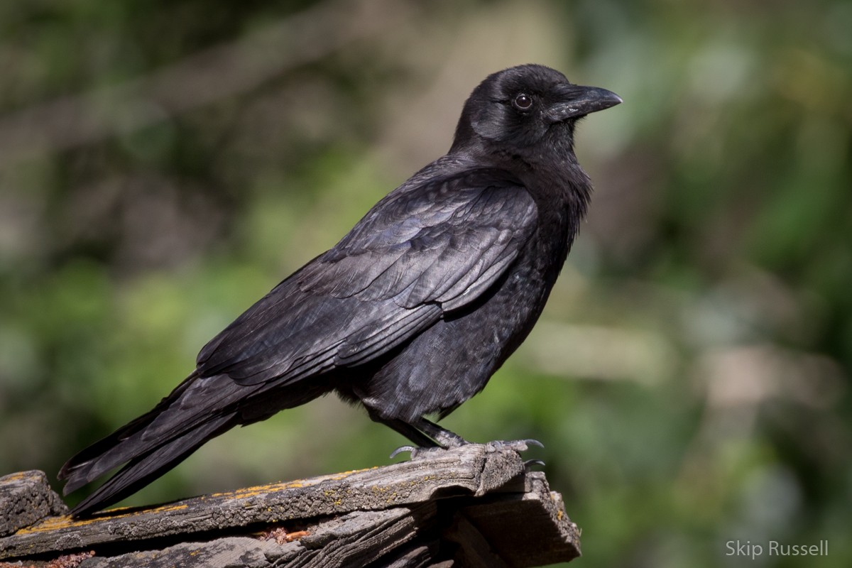 American Crow - ML345801351