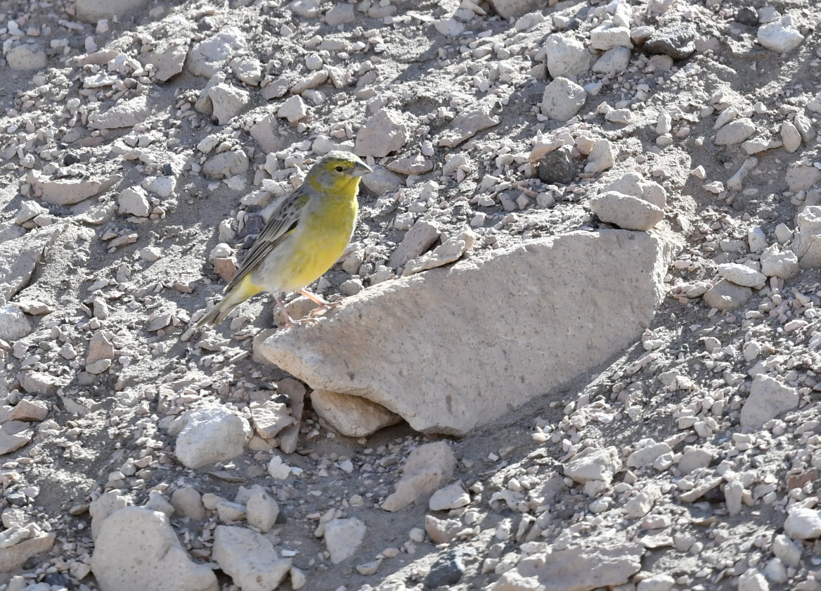 Raimondi's Yellow-Finch - ML345803161