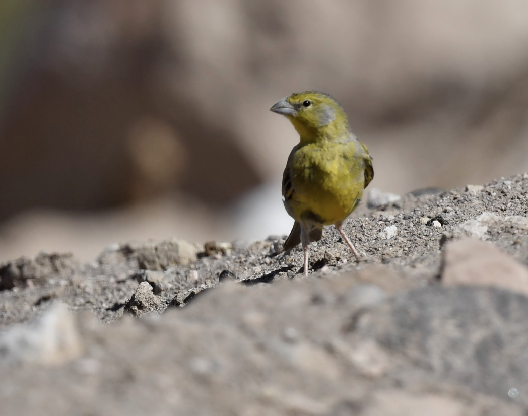 Raimondi's Yellow-Finch - ML345803191