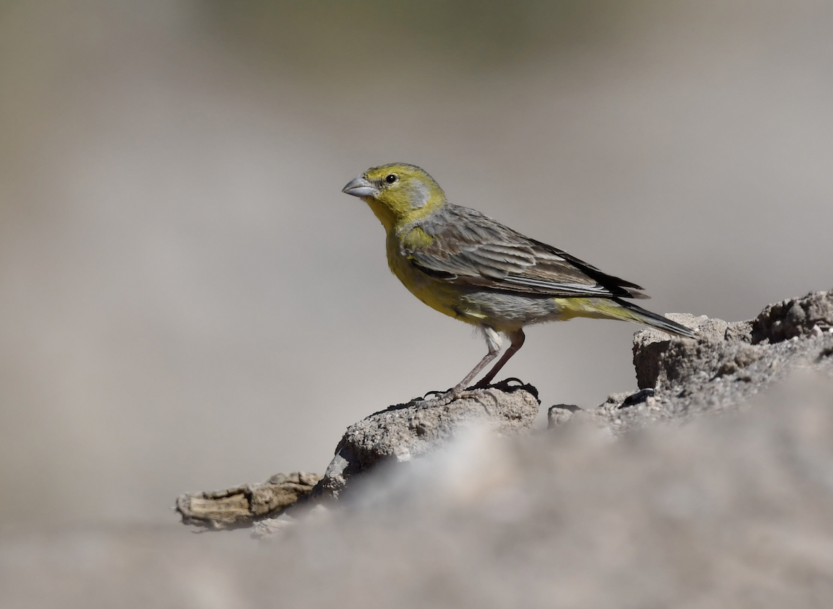Raimondi's Yellow-Finch - ML345803481