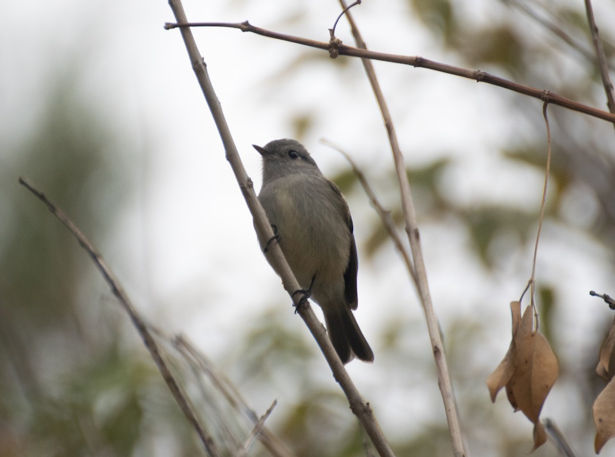 Patagonian Tyrant - ML345803771