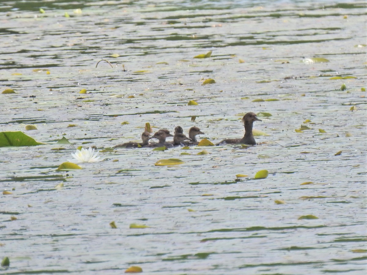 Hooded Merganser - ML345804251