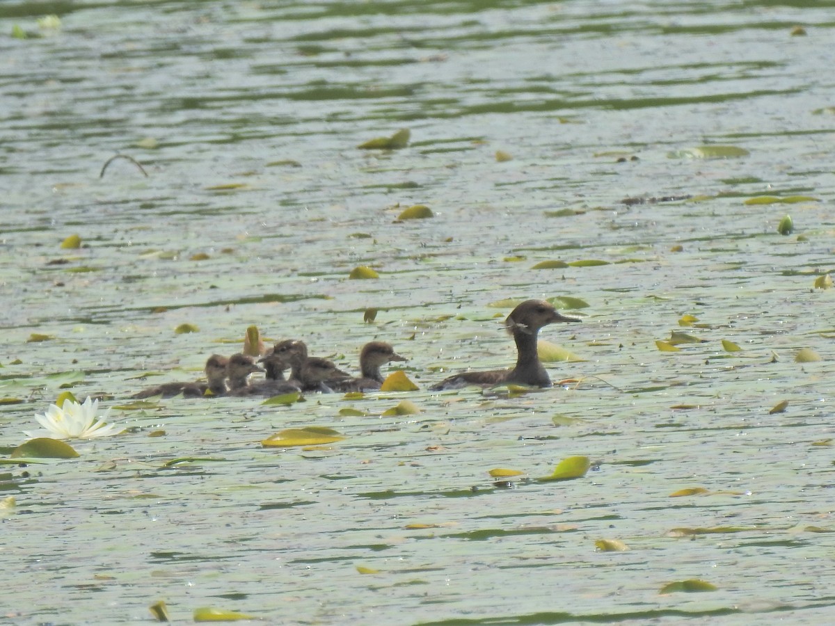 Hooded Merganser - ML345804271