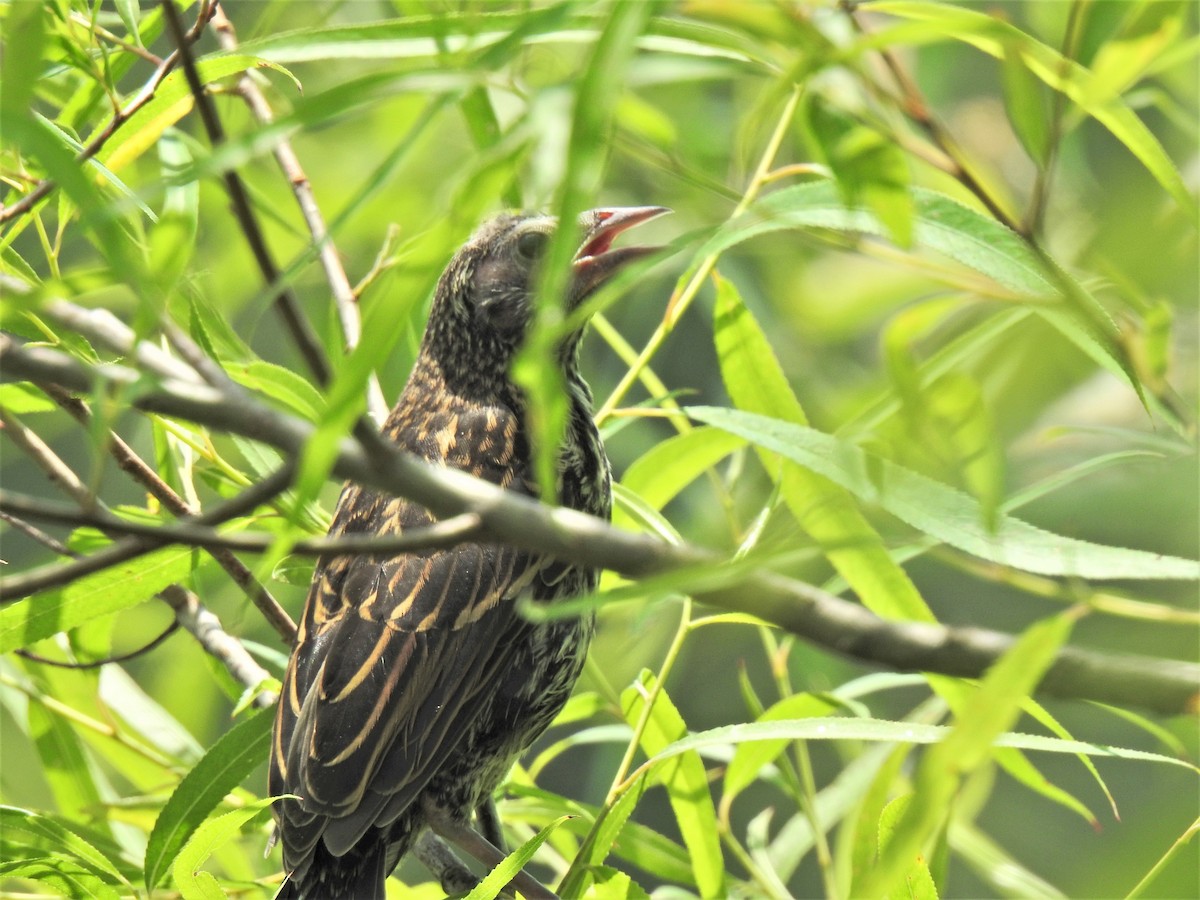 Red-winged Blackbird - ML345804521