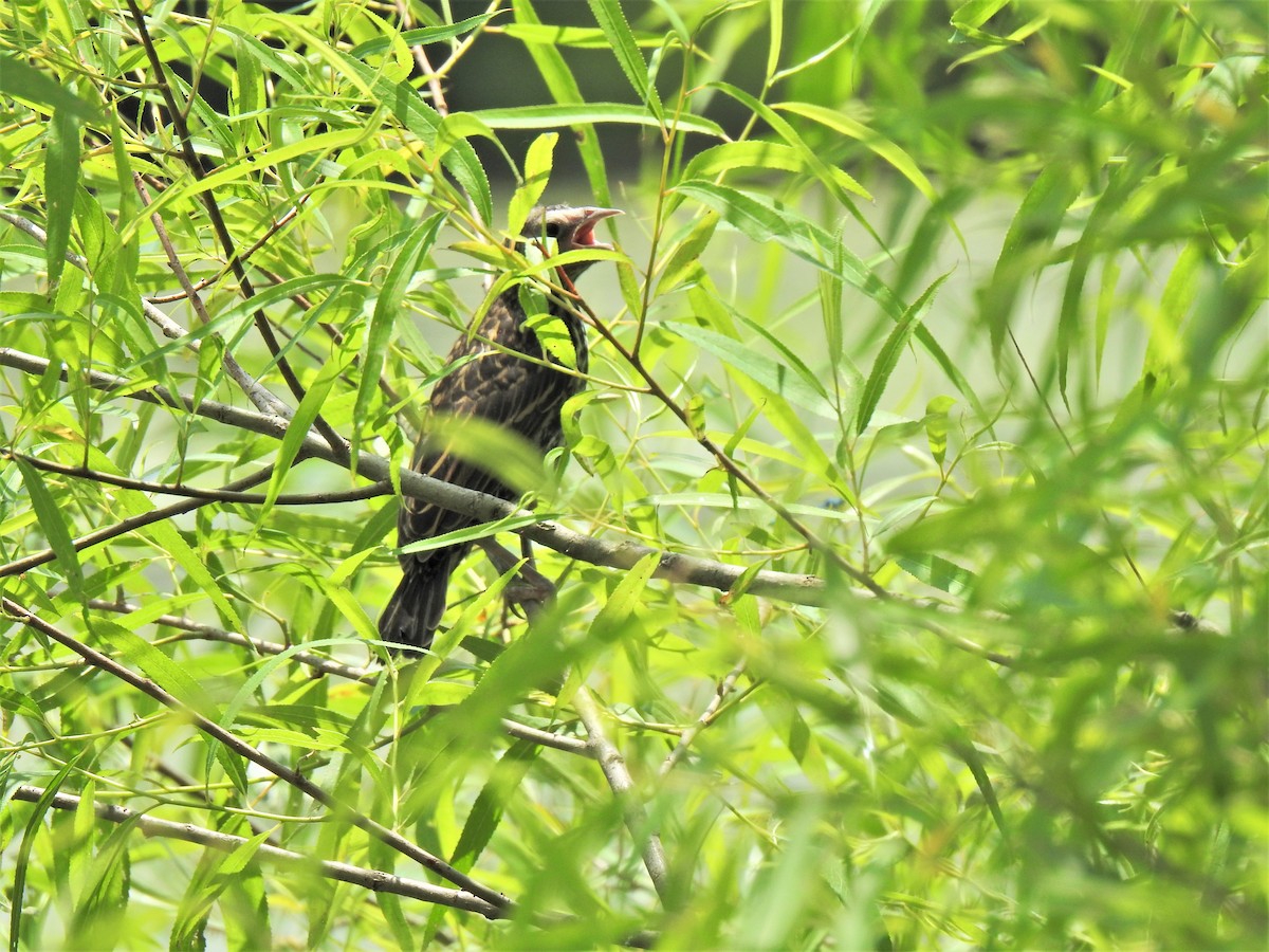 Red-winged Blackbird - ML345804551