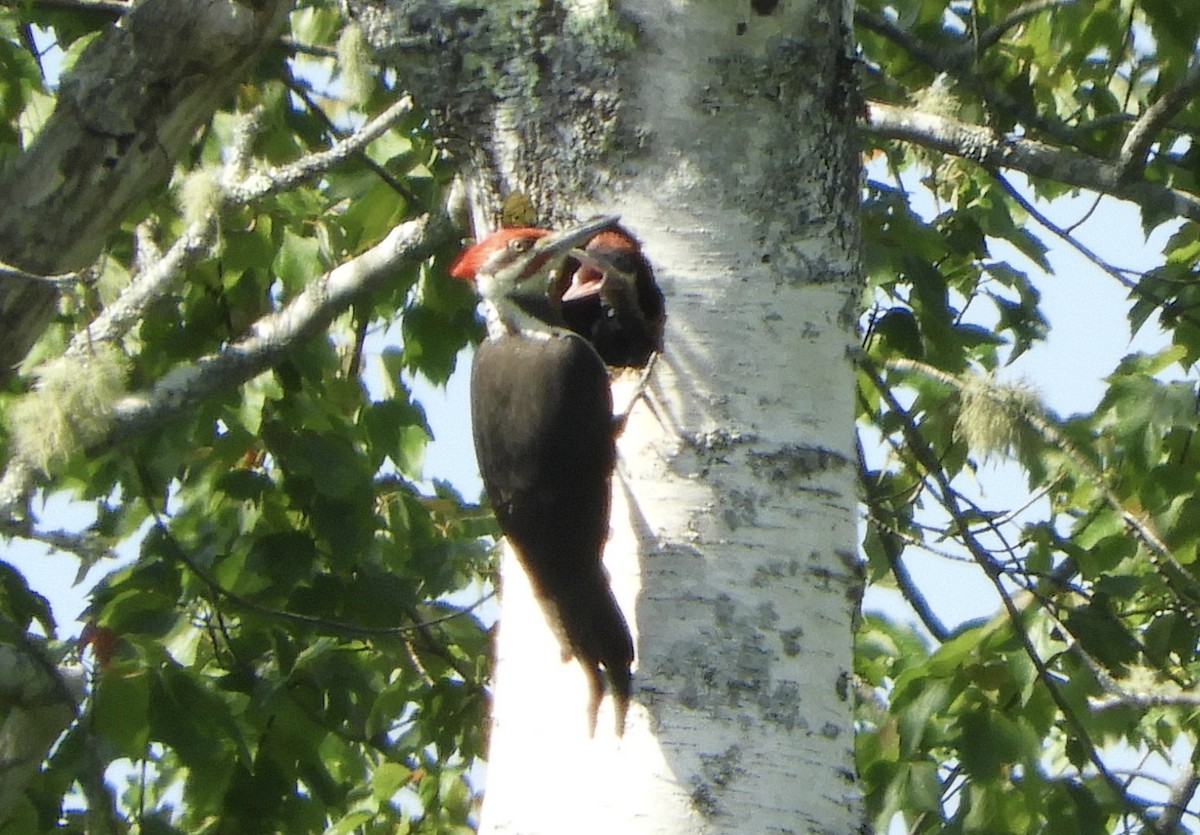 Pileated Woodpecker - ML345804581