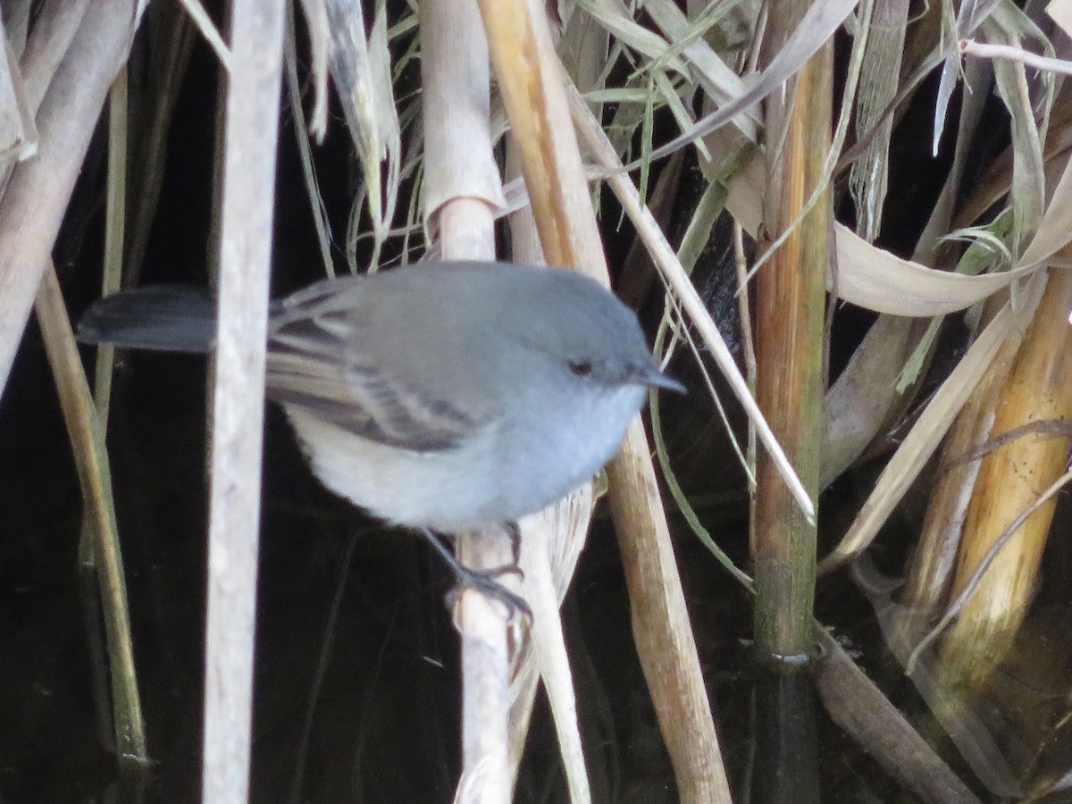 Piojito Gris - ML345805911