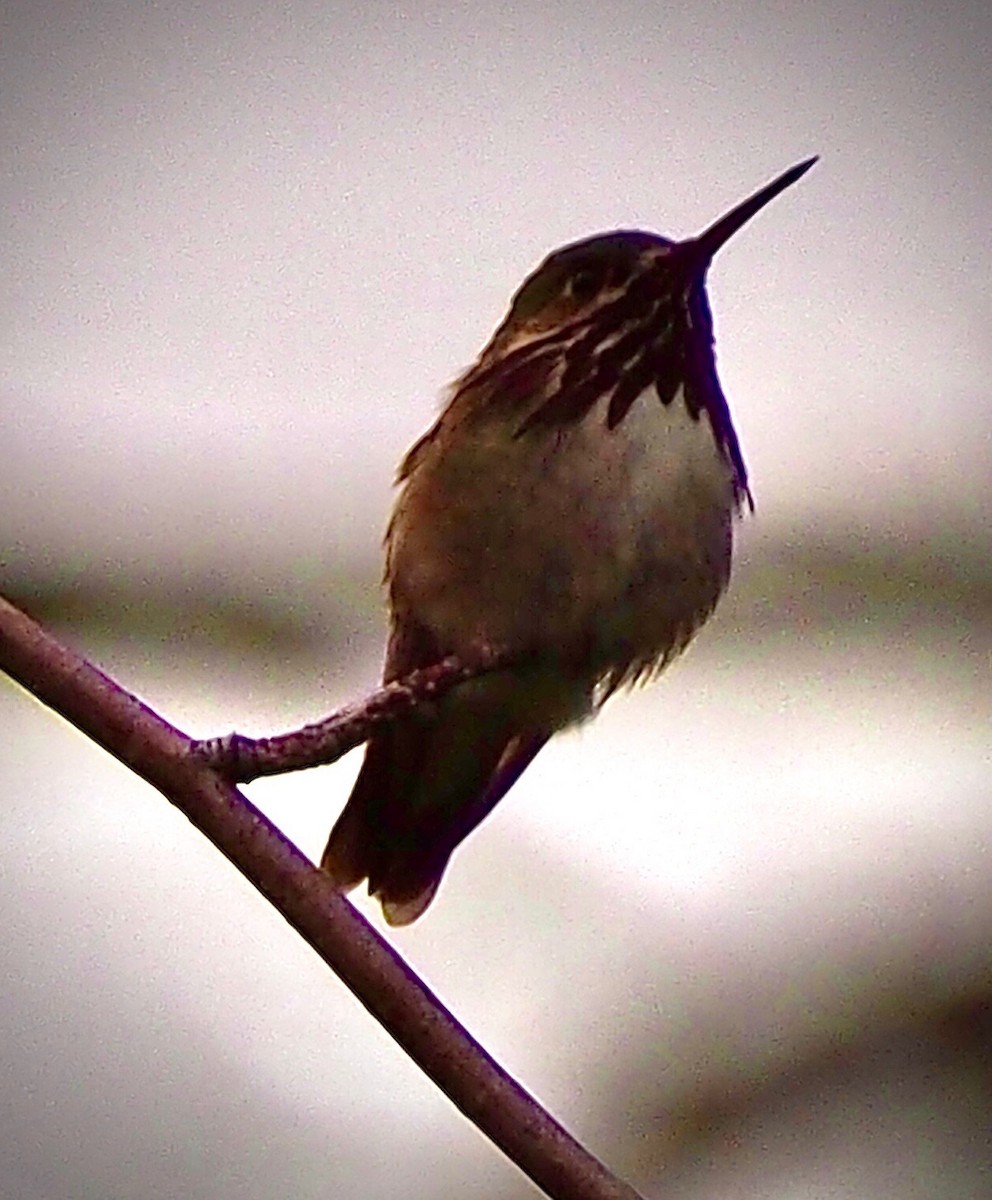 Calliope Hummingbird - ML345806161