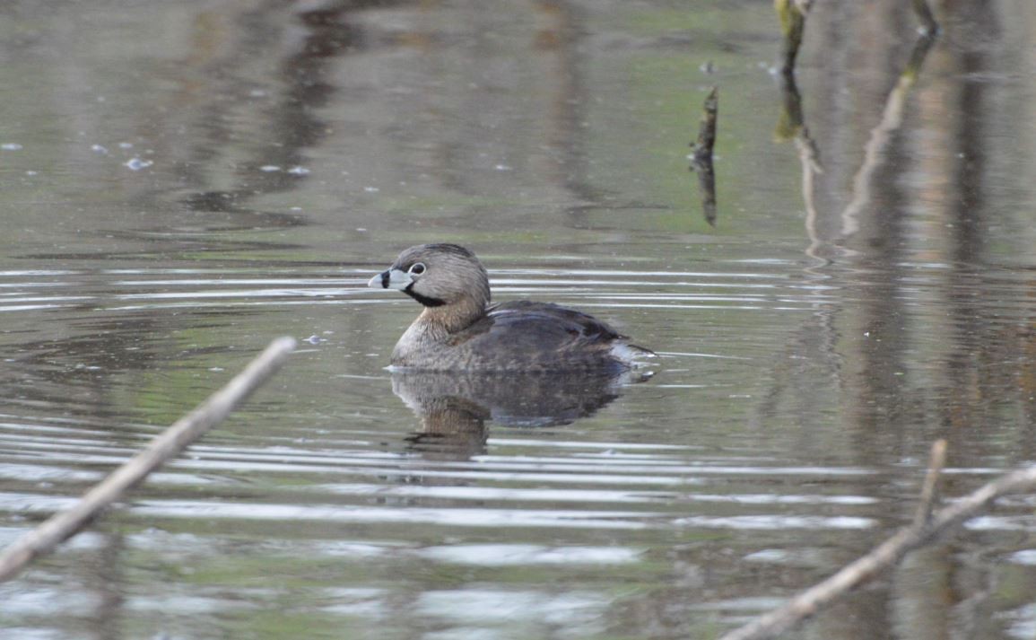 Pied-billed Grebe - Andreas K