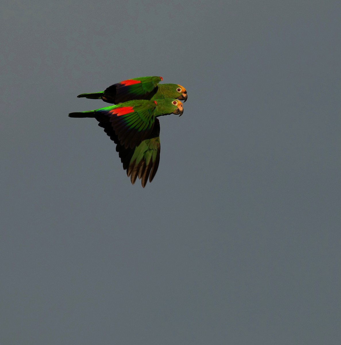 Yellow-crowned Amazon - ML345807991