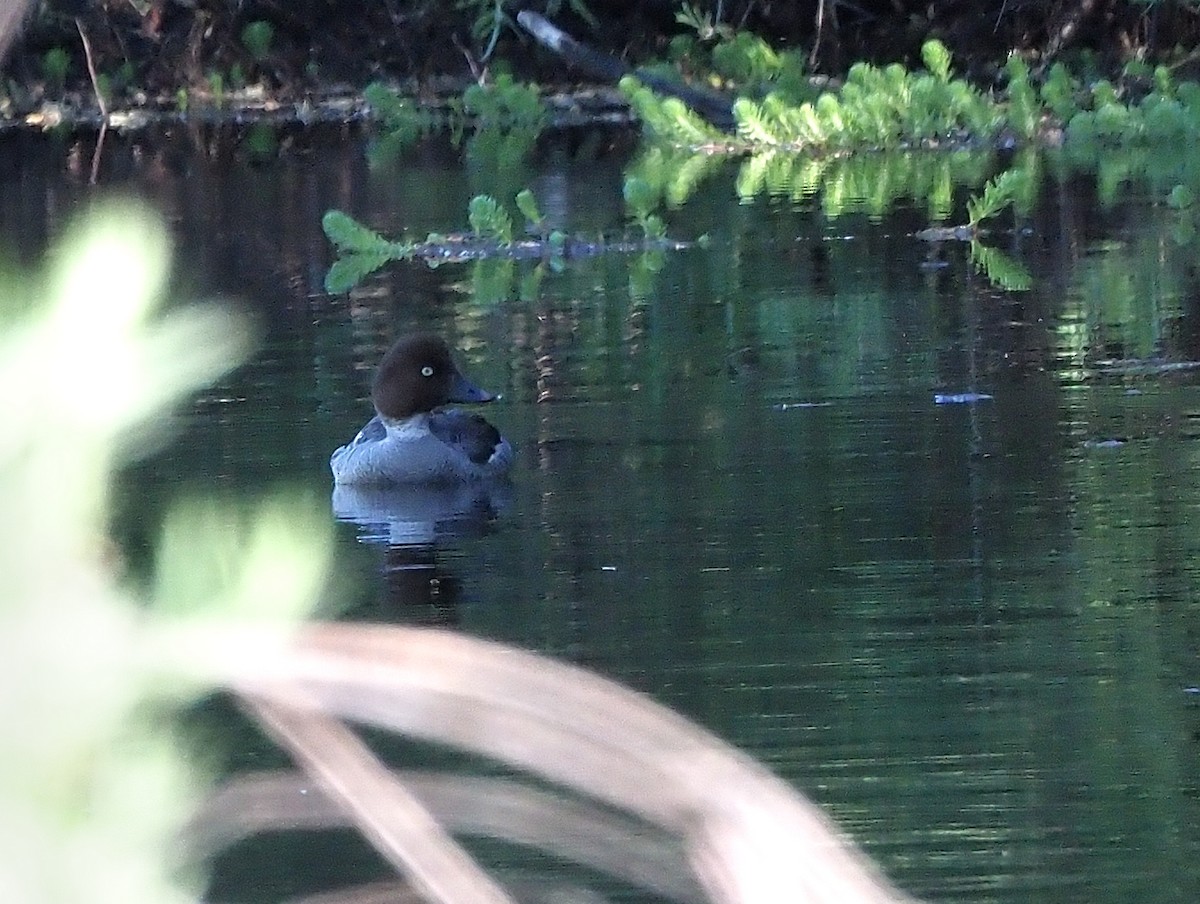 Common Goldeneye - Aidan Brubaker