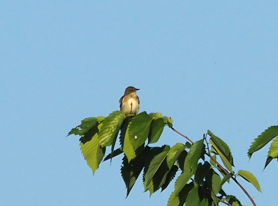 Alder Flycatcher - ML345809451