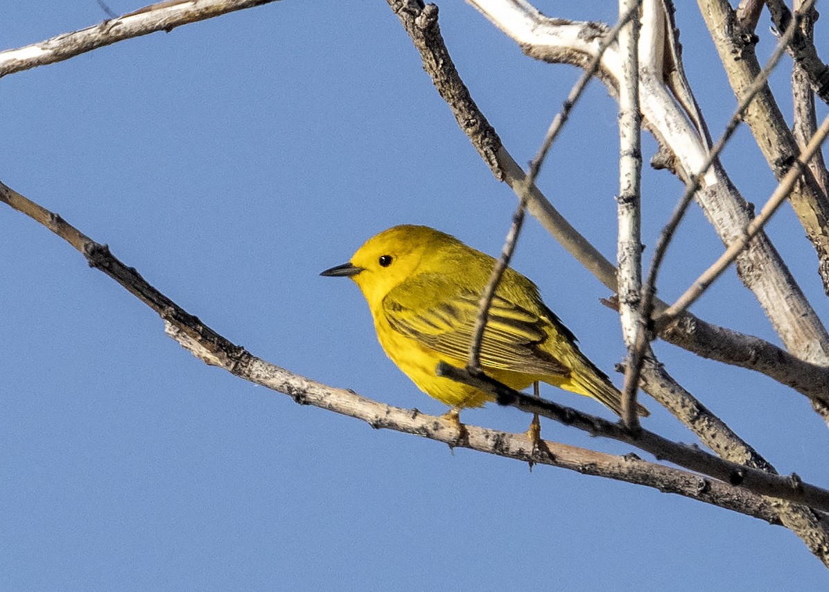 Goldwaldsänger [aestiva-Gruppe] - ML345810271