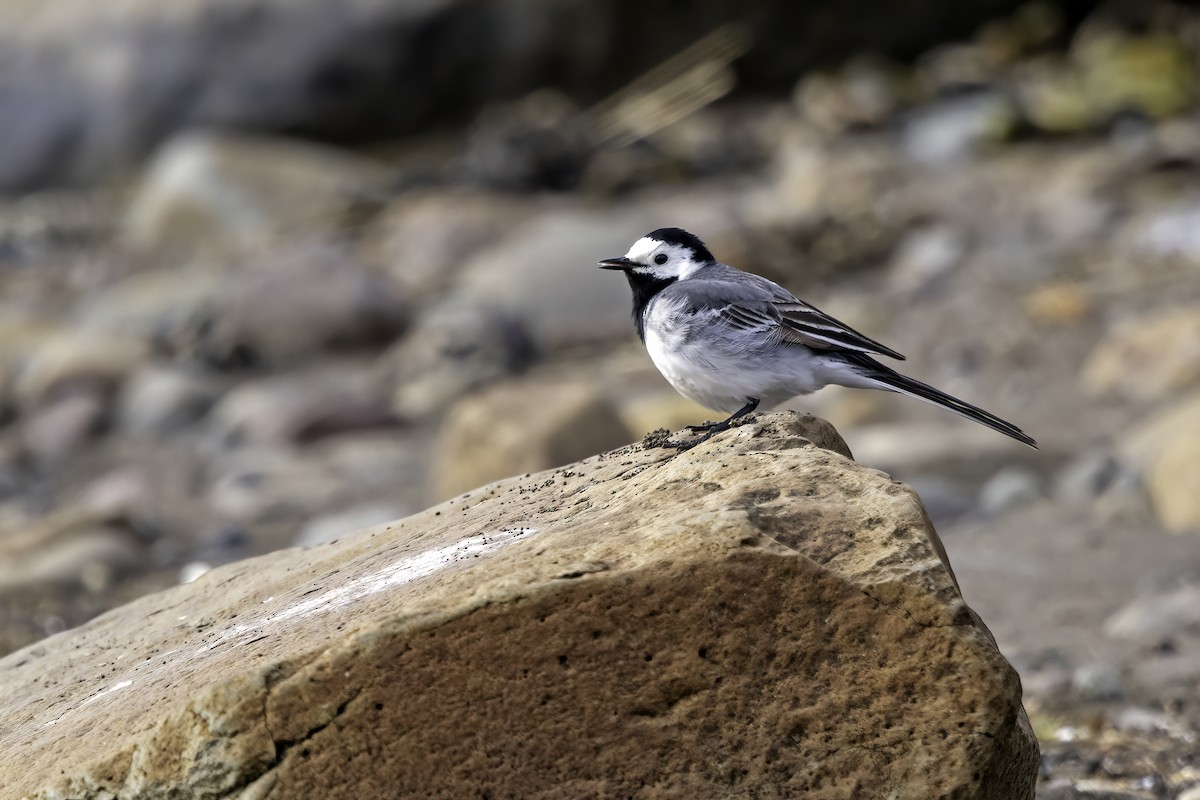 White Wagtail - ML345810561