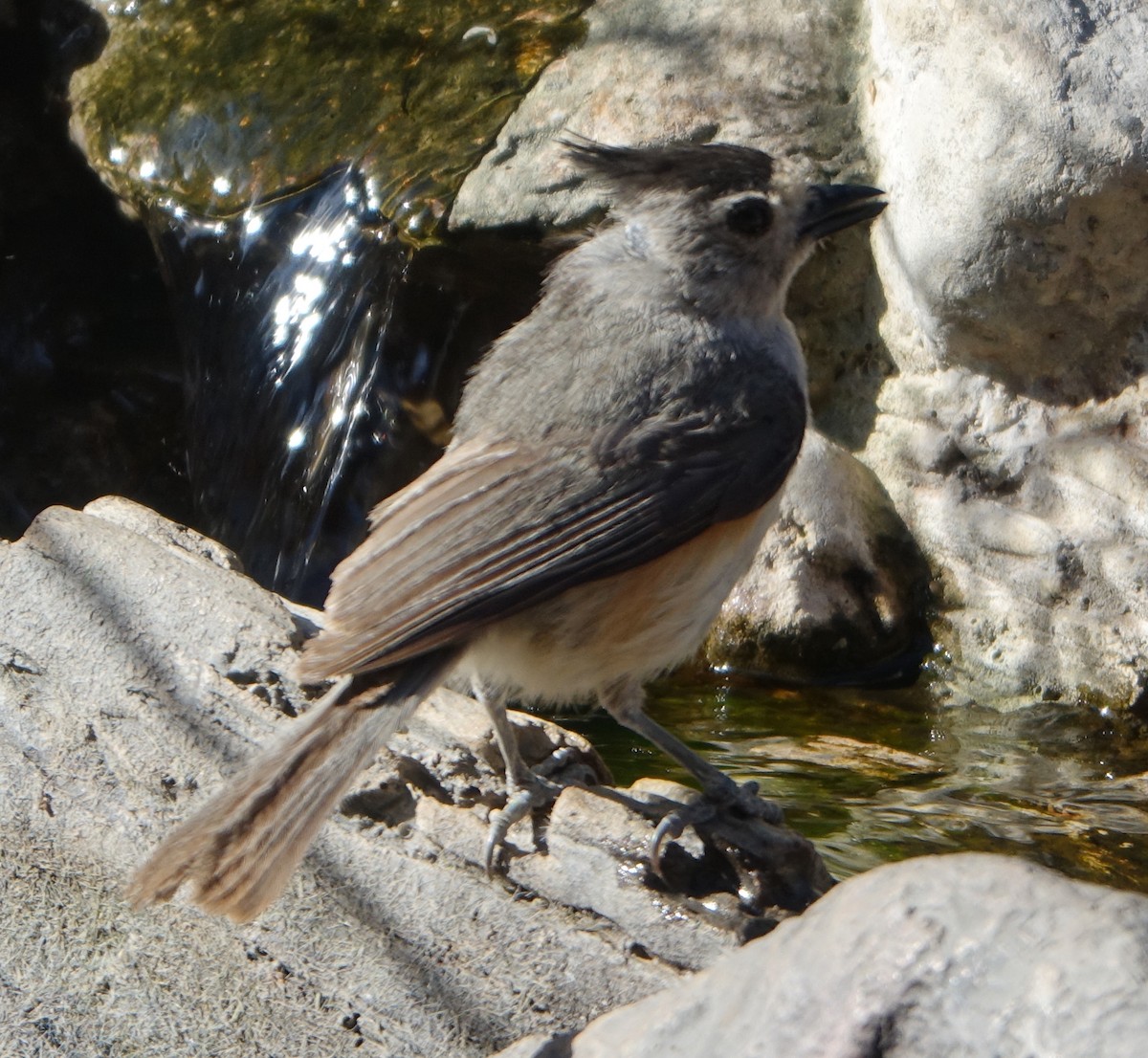 Black-crested Titmouse - Carolyn Ohl, cc