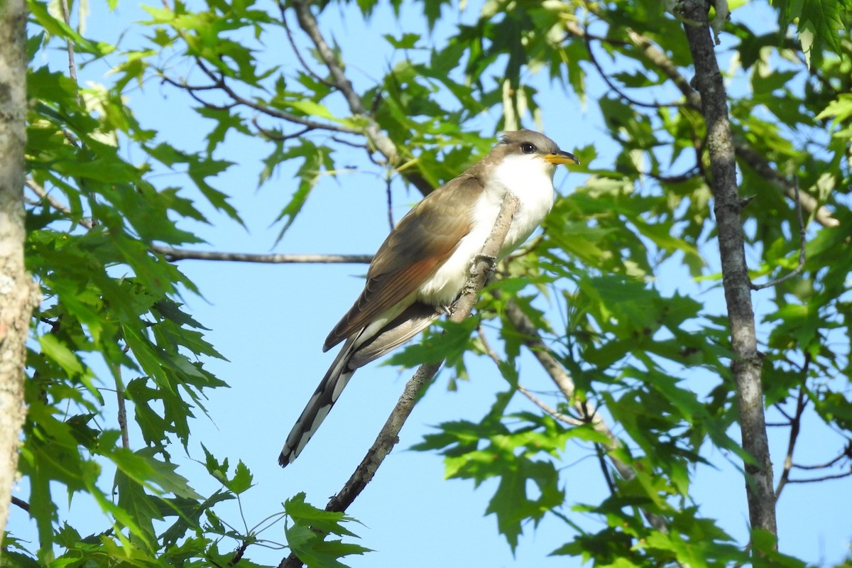 Yellow-billed Cuckoo - ML345811681