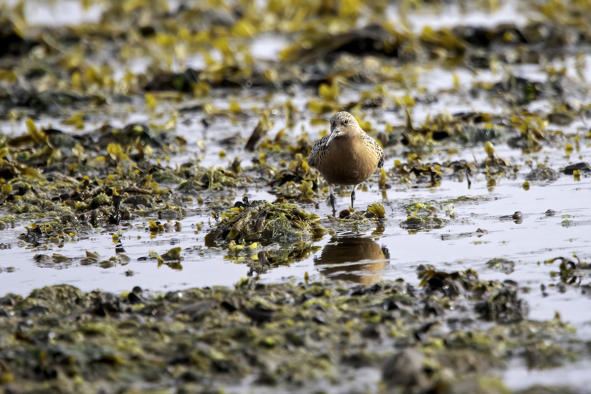 Red Knot - ML345811781