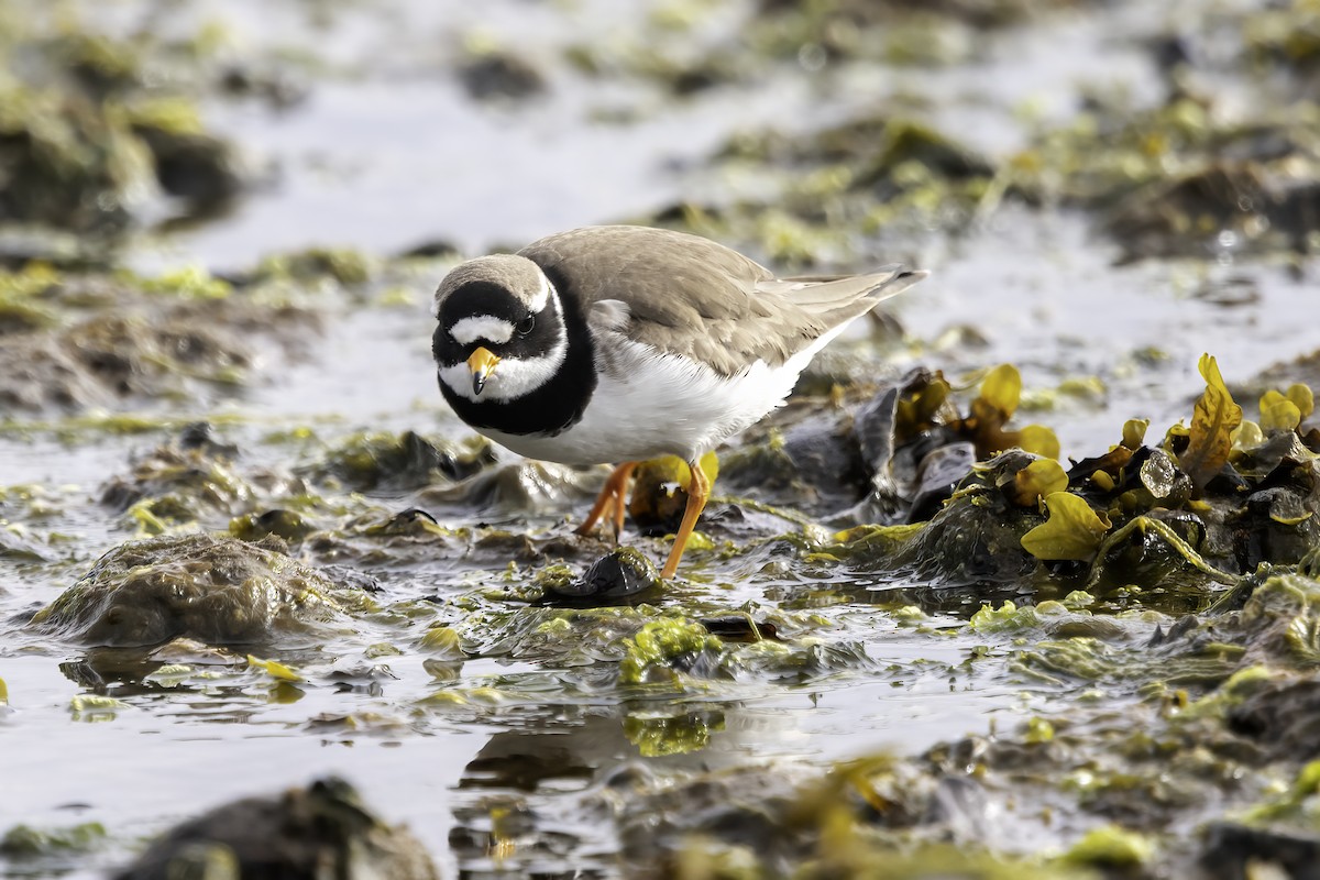 Common Ringed Plover - ML345811821