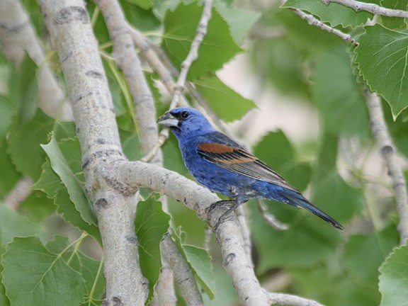 Blue Grosbeak - ML34581341