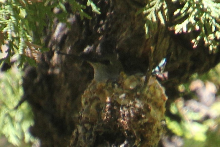 Colibrí Gorjinegro - ML345814331