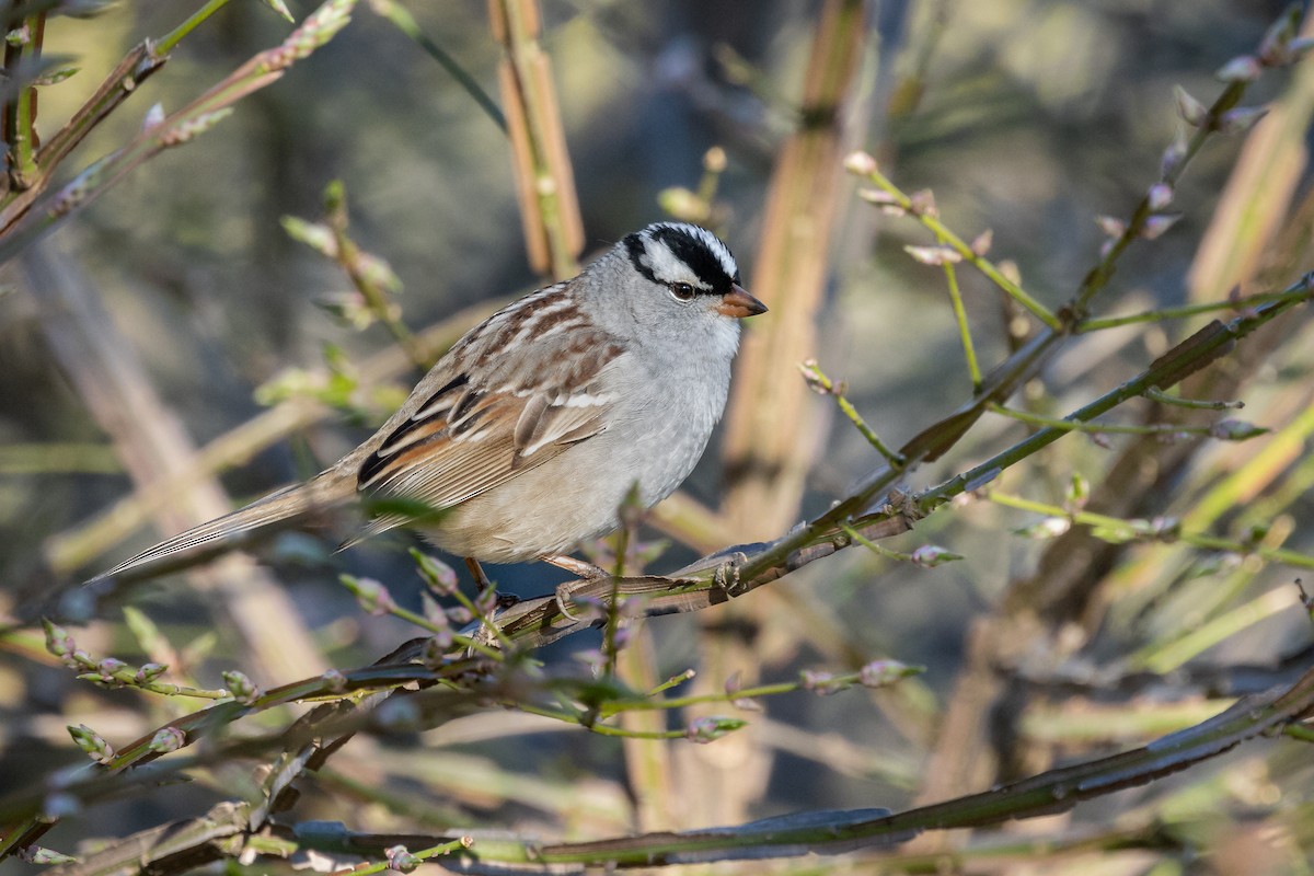 White-crowned Sparrow - ML345814361