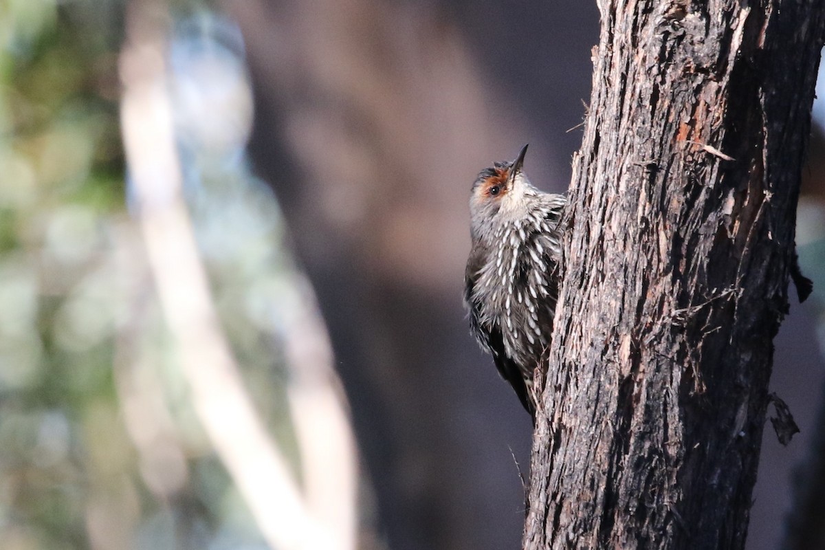 Red-browed Treecreeper - ML345814841