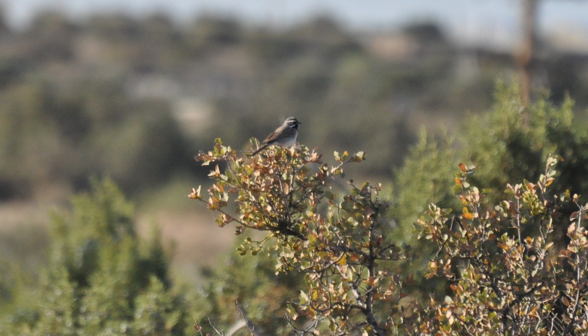 Black-throated Sparrow - ML345815301