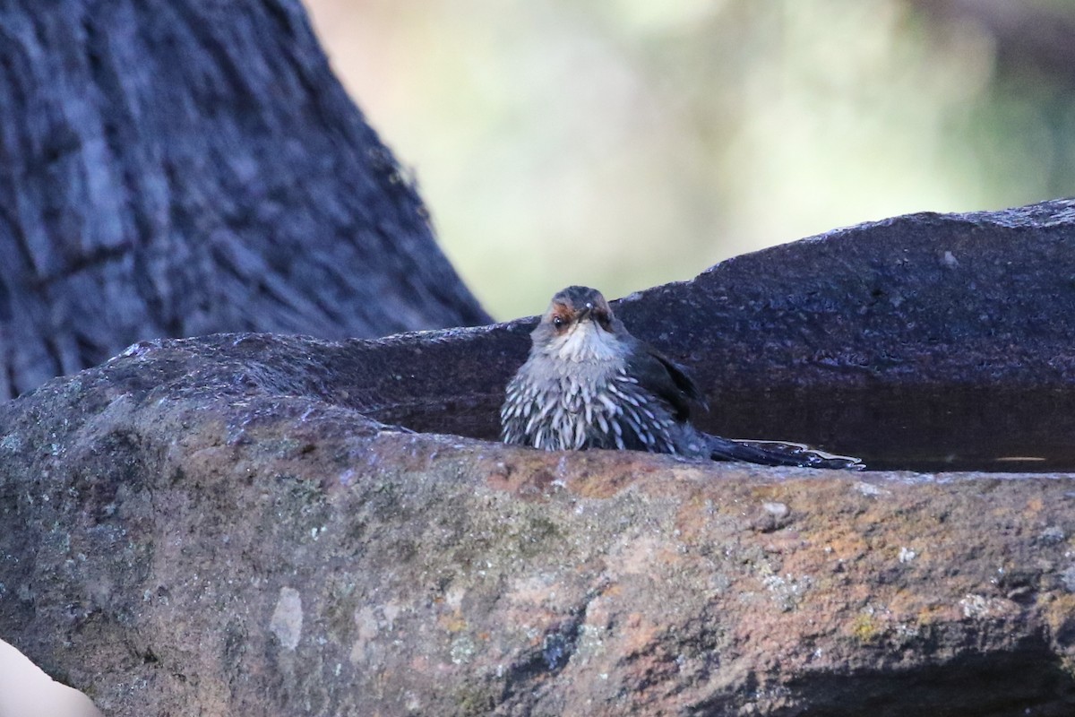 Red-browed Treecreeper - ML345815471