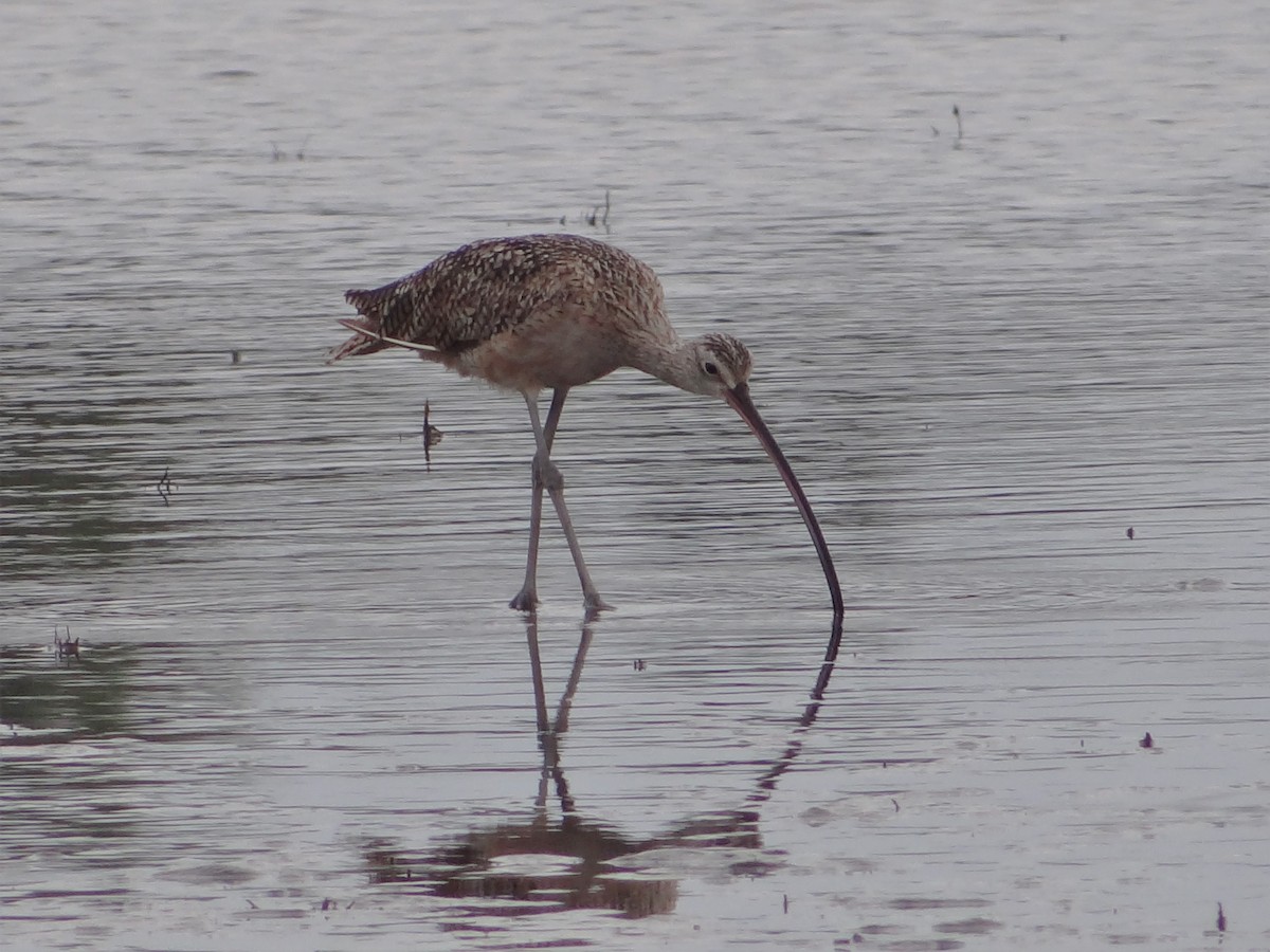 Long-billed Curlew - ML345815891