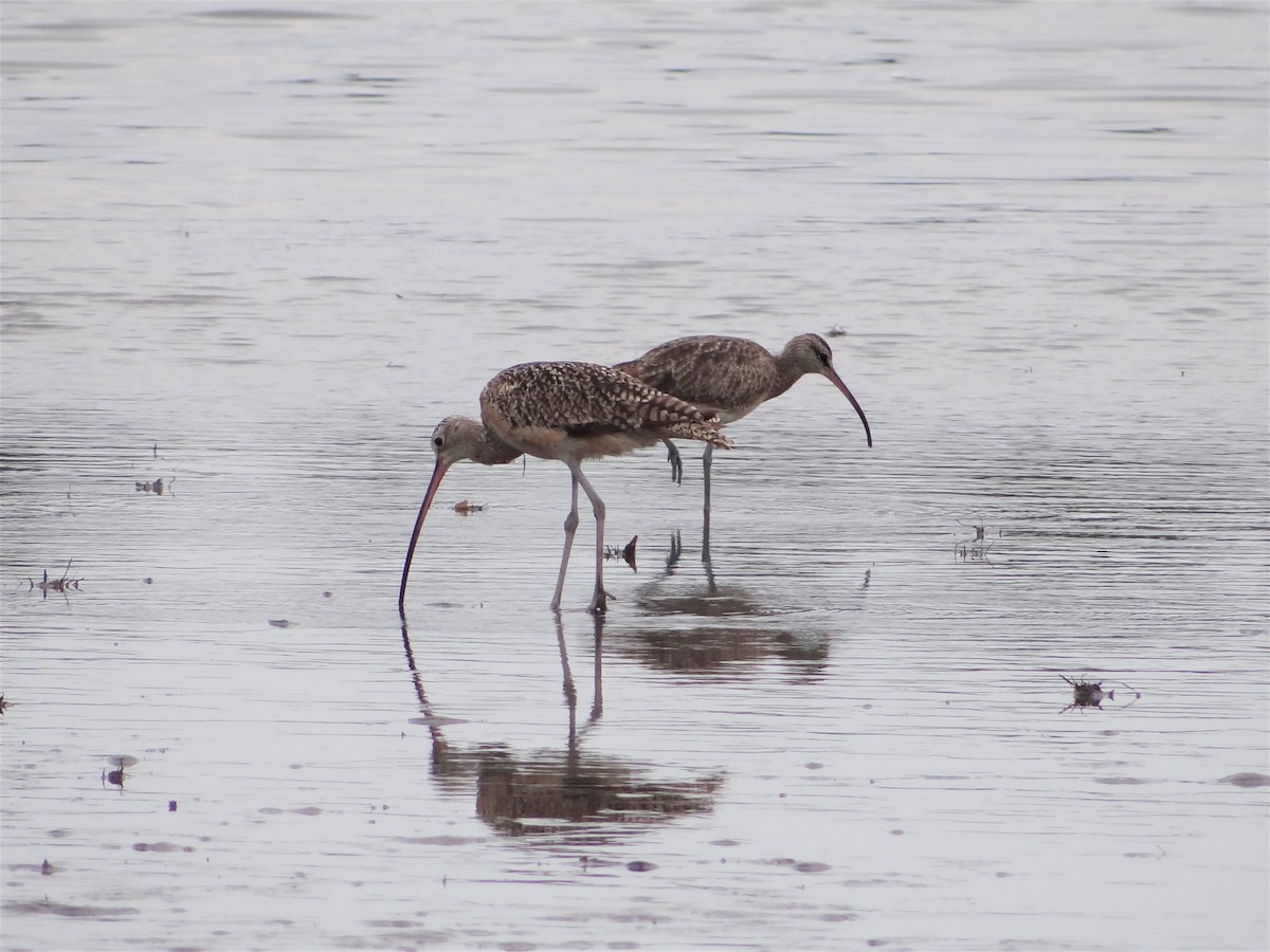 Long-billed Curlew - ML345815901