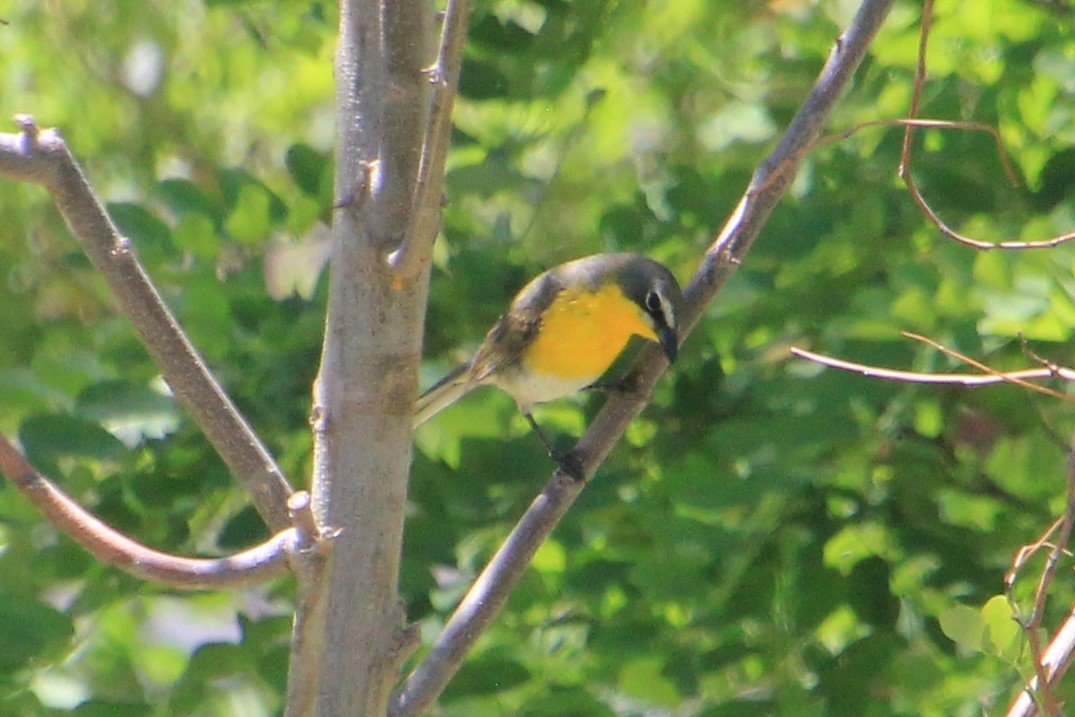 Yellow-breasted Chat - BettySue Dunn