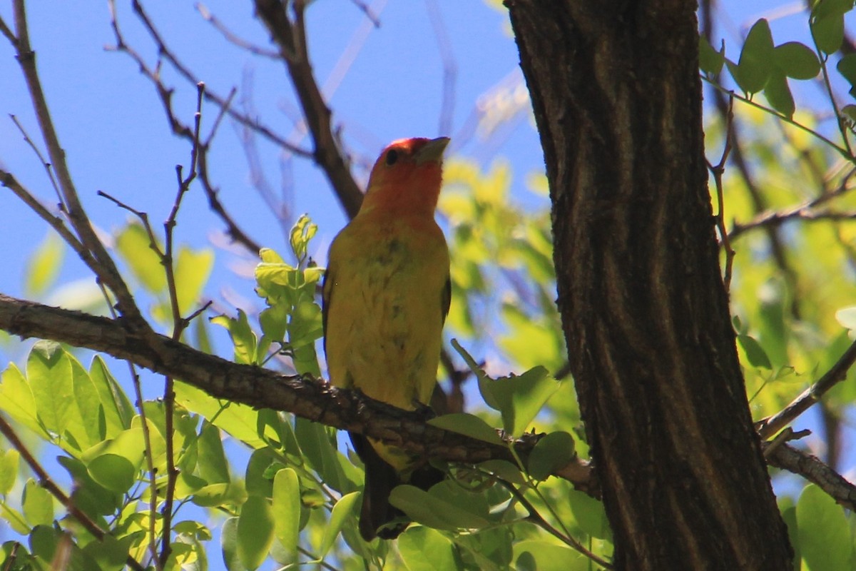 Western Tanager - ML345817171