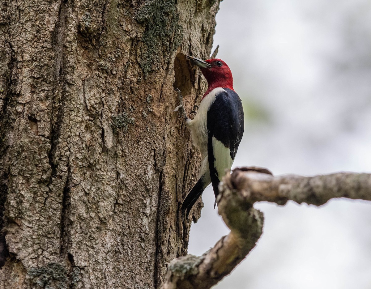 Red-headed Woodpecker - ML345817241