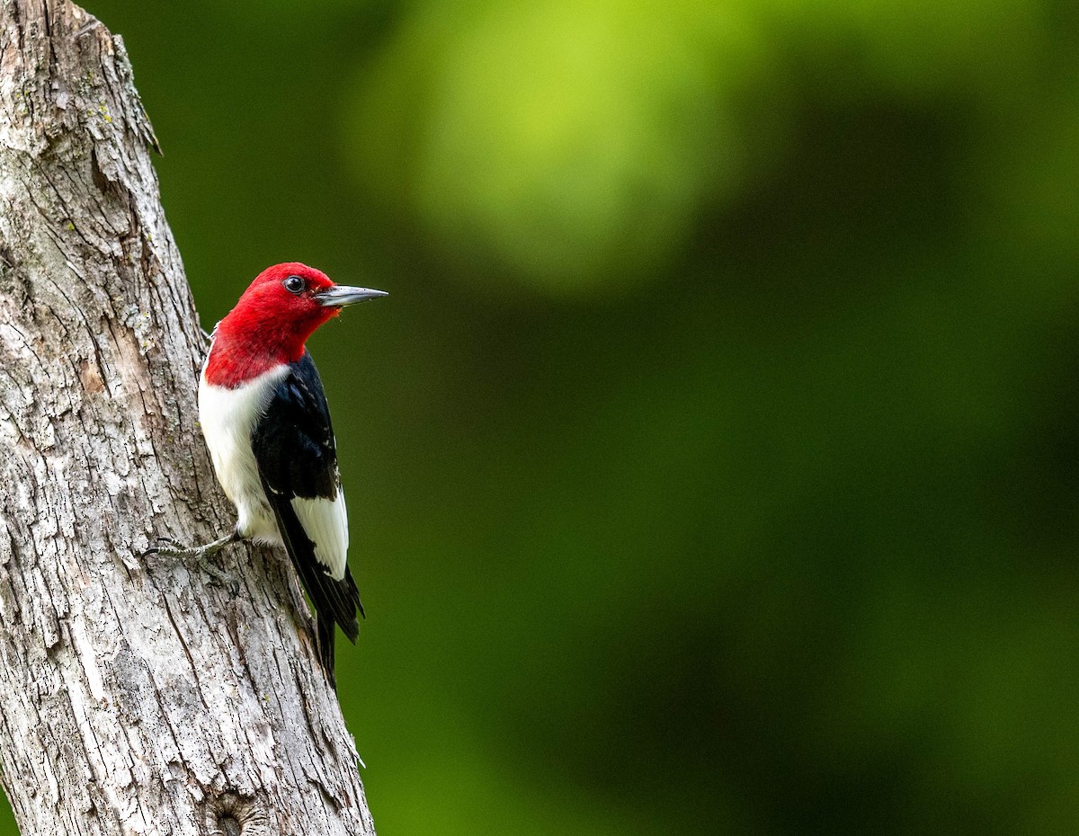 Red-headed Woodpecker - ML345817281