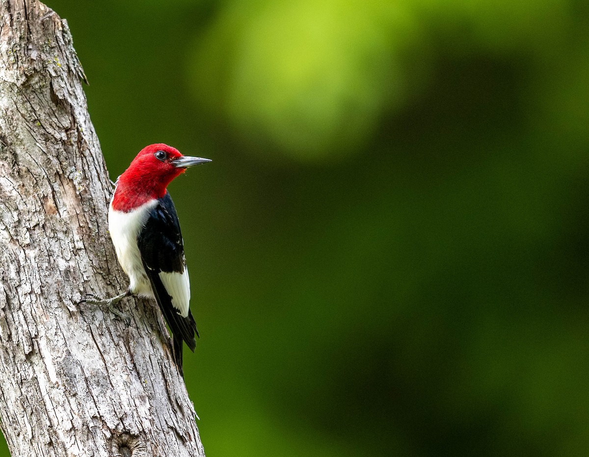 Red-headed Woodpecker - Jeff Timmons