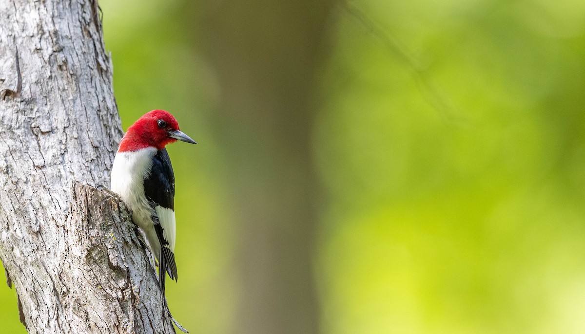 Red-headed Woodpecker - ML345817291