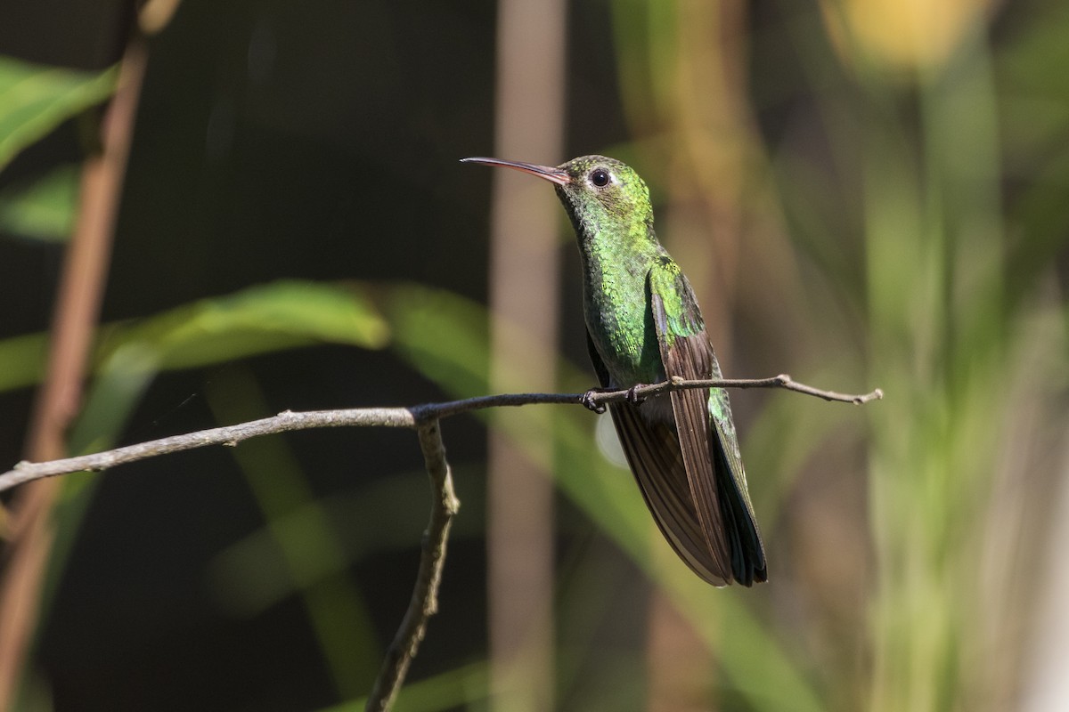 Green-tailed Goldenthroat - ML345817531