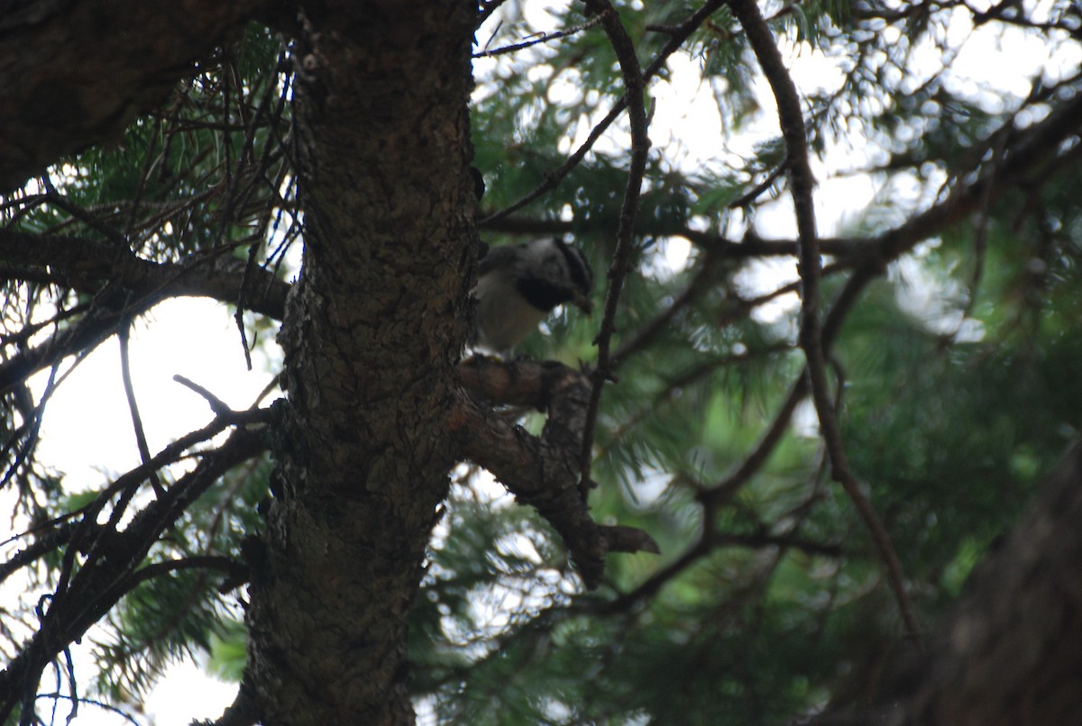 Mountain Chickadee (Rocky Mts.) - ML345818591
