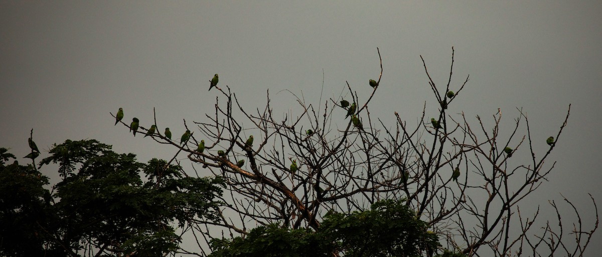 Orange-chinned Parakeet - ML345820191