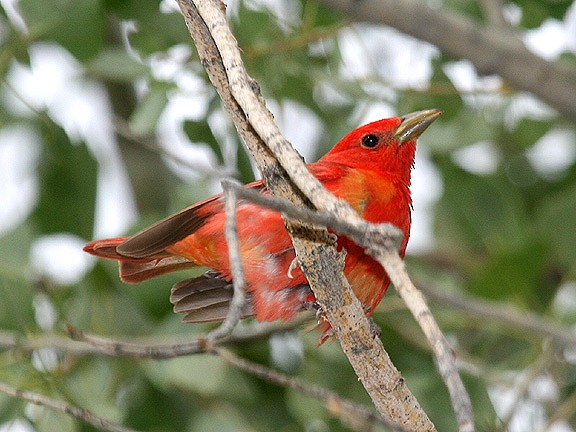 ナツフウキンチョウ - ML34582021