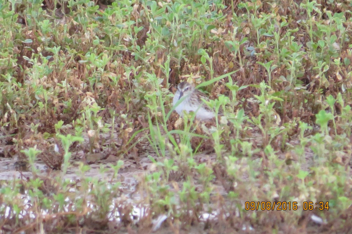 Least Sandpiper - ML34582101