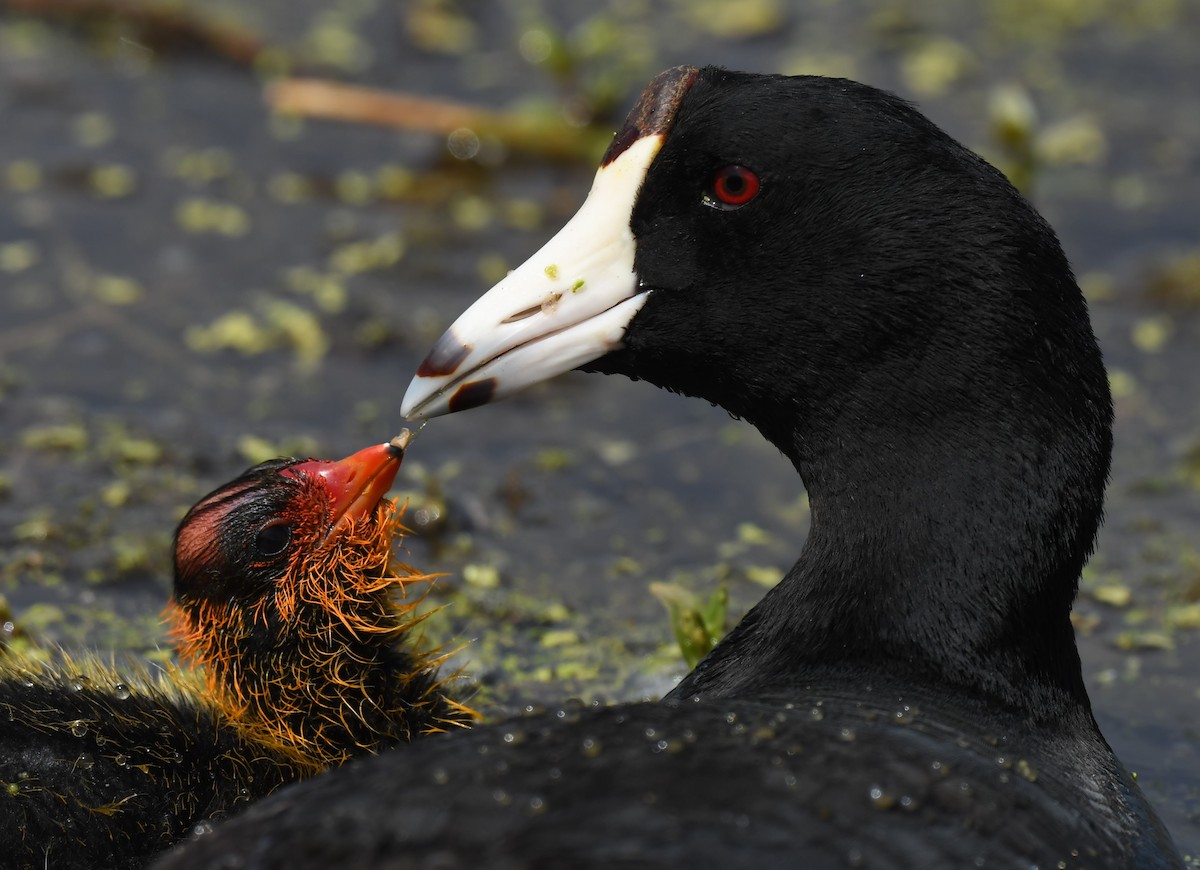 American Coot - ML345821481