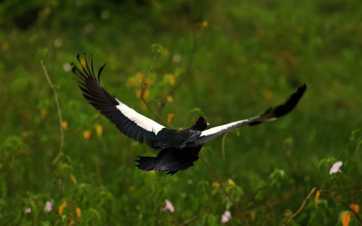 Muscovy Duck - ML345822351