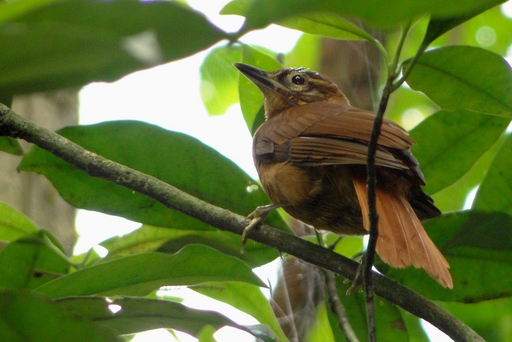 Alagoas Foliage-gleaner - Carlos Otávio Gussoni