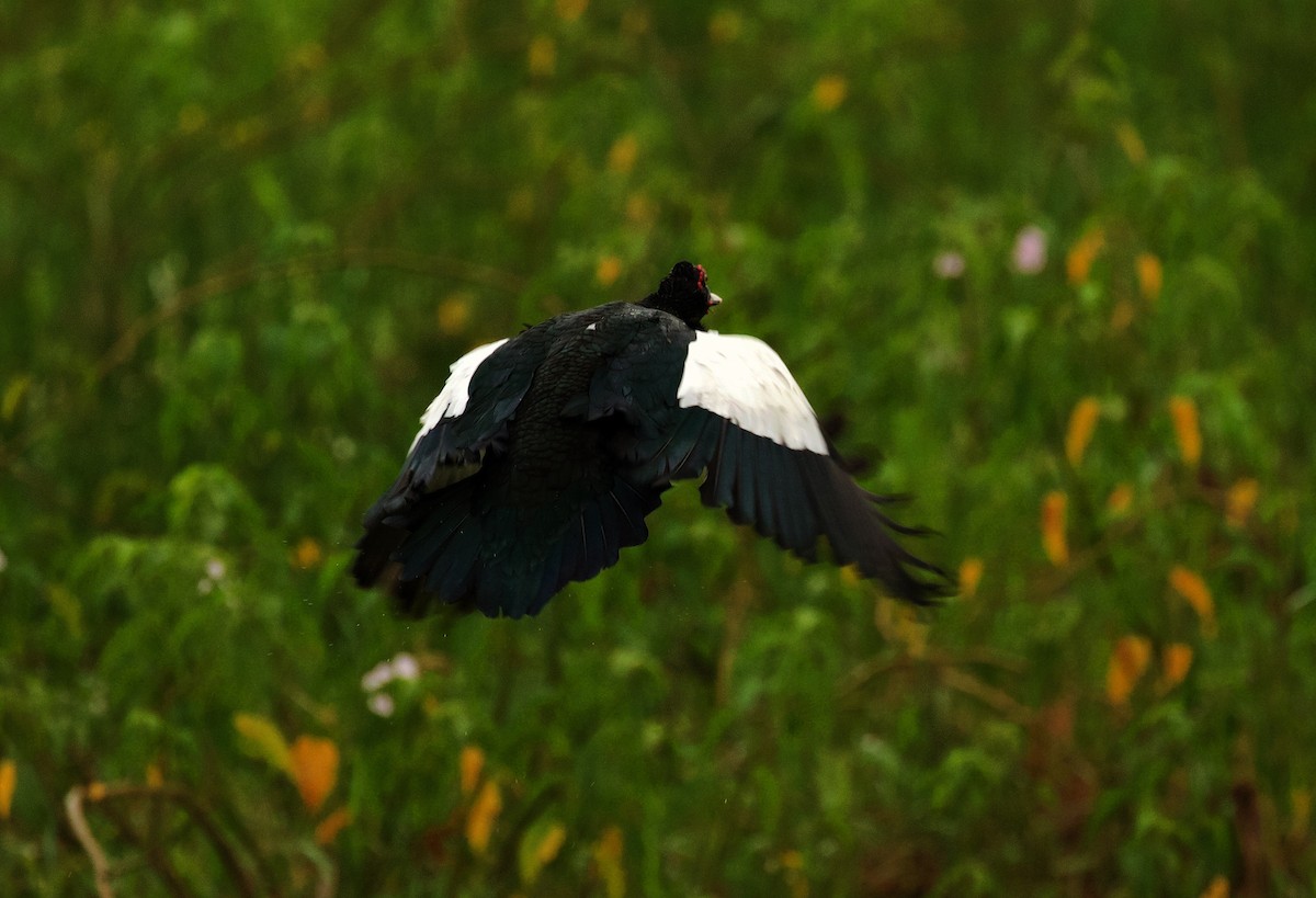 Muscovy Duck - ML345822491