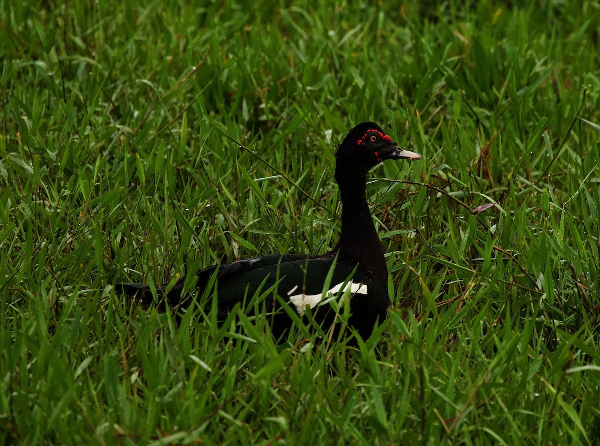 Muscovy Duck - ML345822581