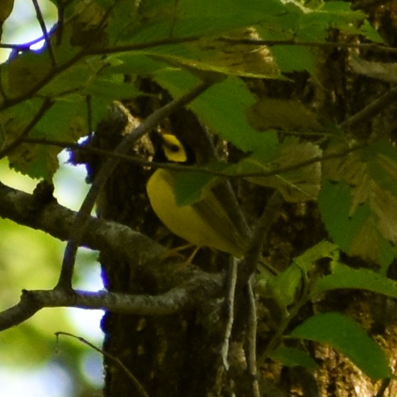 Hooded Warbler - ML345823041